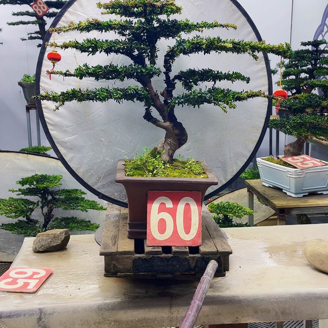 无花朵罗汉松红芽