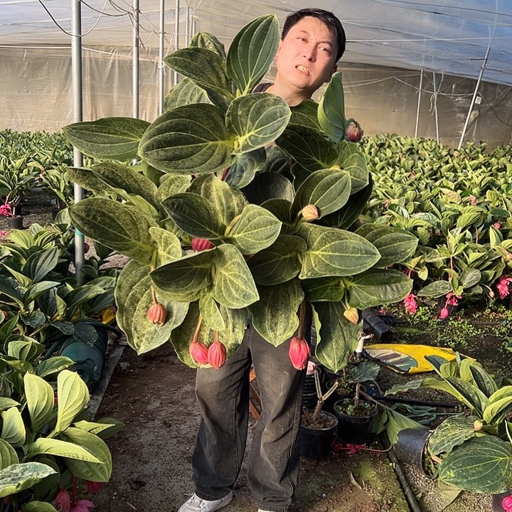 0***°无花朵荷兰进口宝莲灯