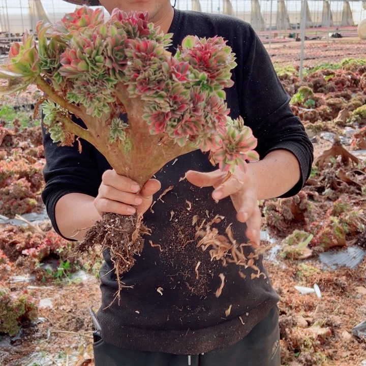 红袖醉话38号多肉法师