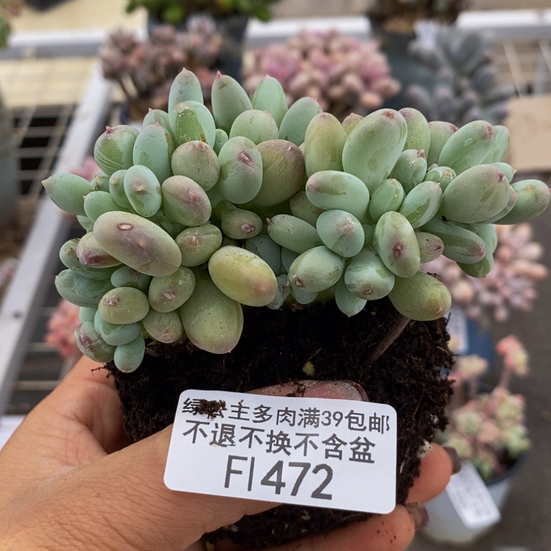 苹果奶酪缀472/8c m