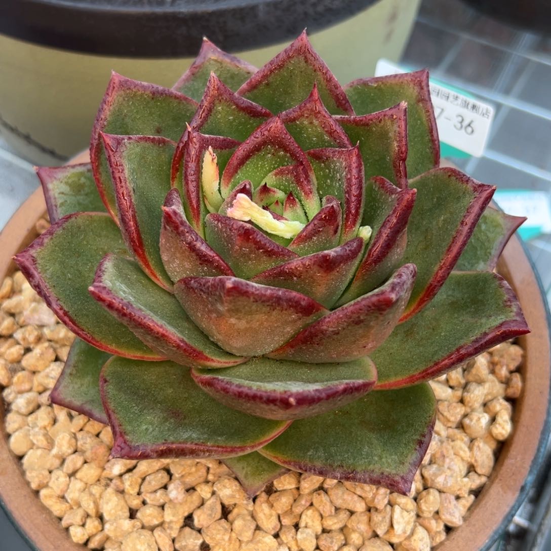 多肉一物一拍0207-36