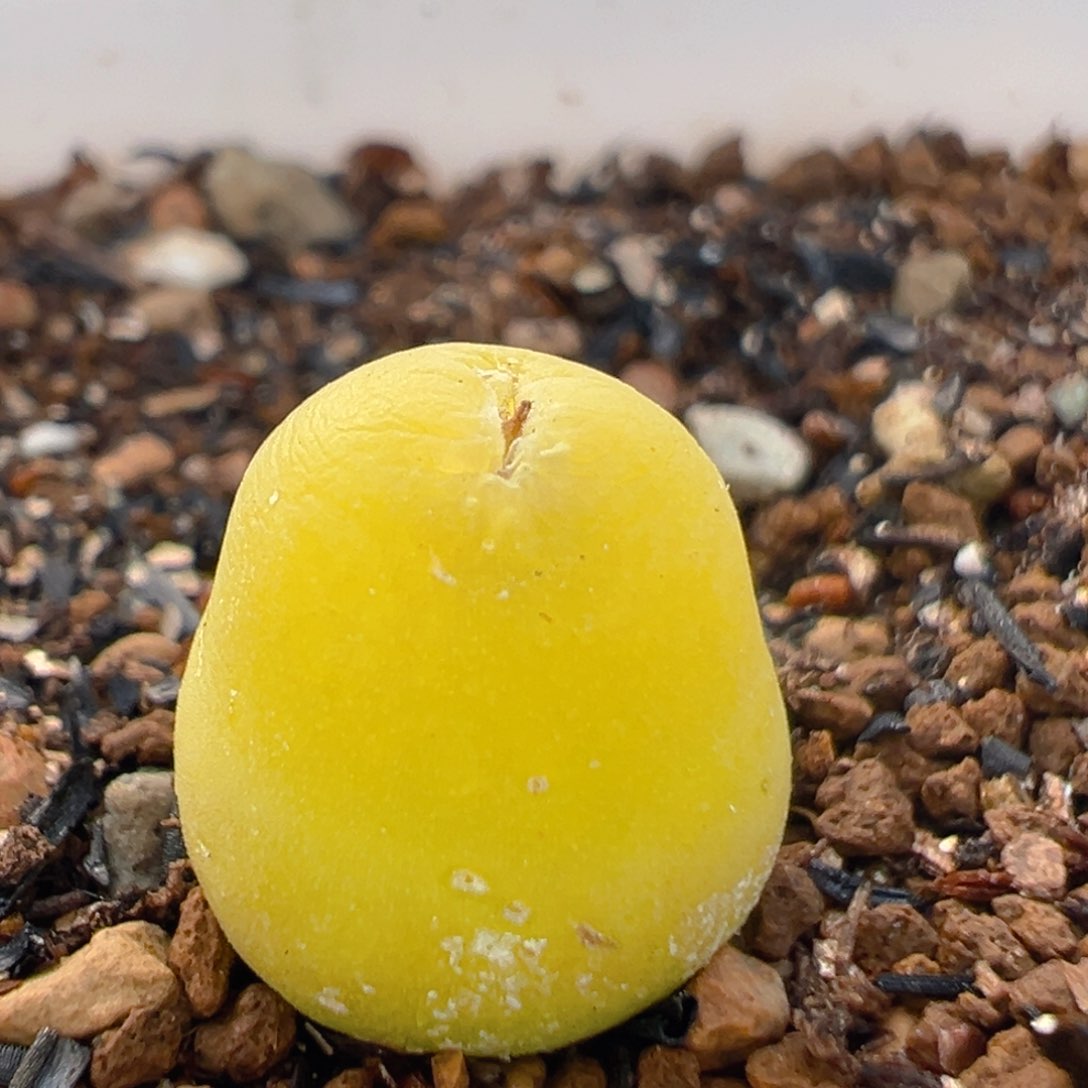 91多肉植物百科大葫芦