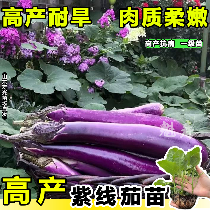 抗病杭茄一号长茄苗秧苗特大线茄茄子大全秧四季菜蔬菜紫茄苗种子