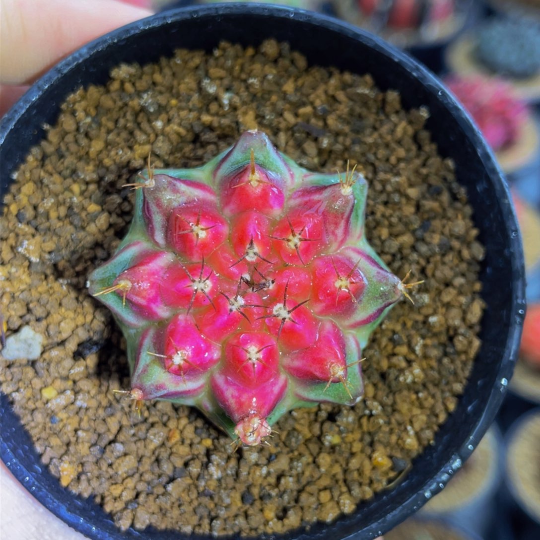 粉红樱桃0000000006