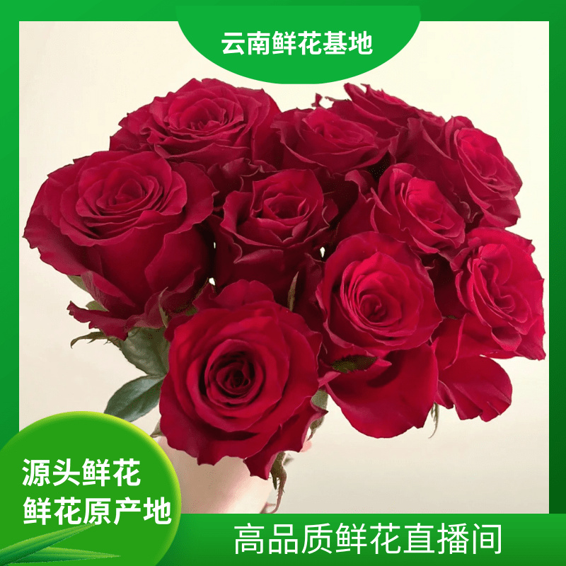 浪漫甄选（高原红+满天星组合）云南鲜花 任意两单升级冷链或空运