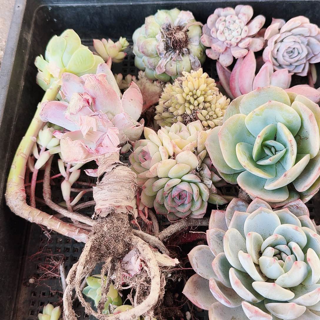 满20包邮零下拍保温箱12号筐无售后