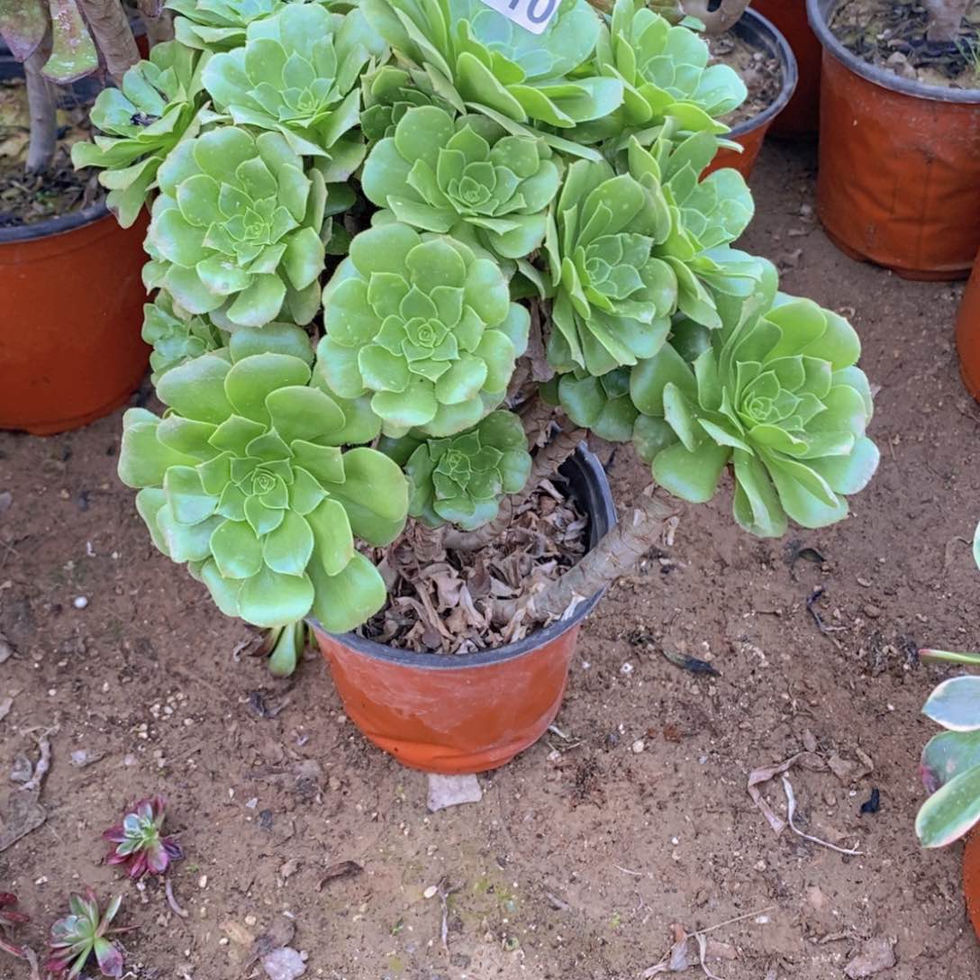 810 号一物一拍多肉植物