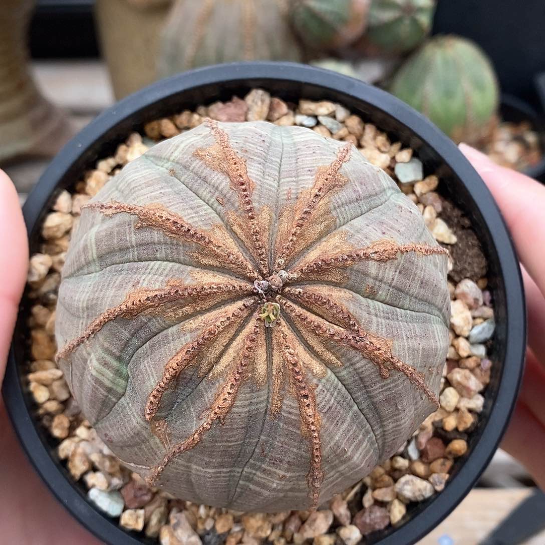 布纹球精品多肉一物一拍