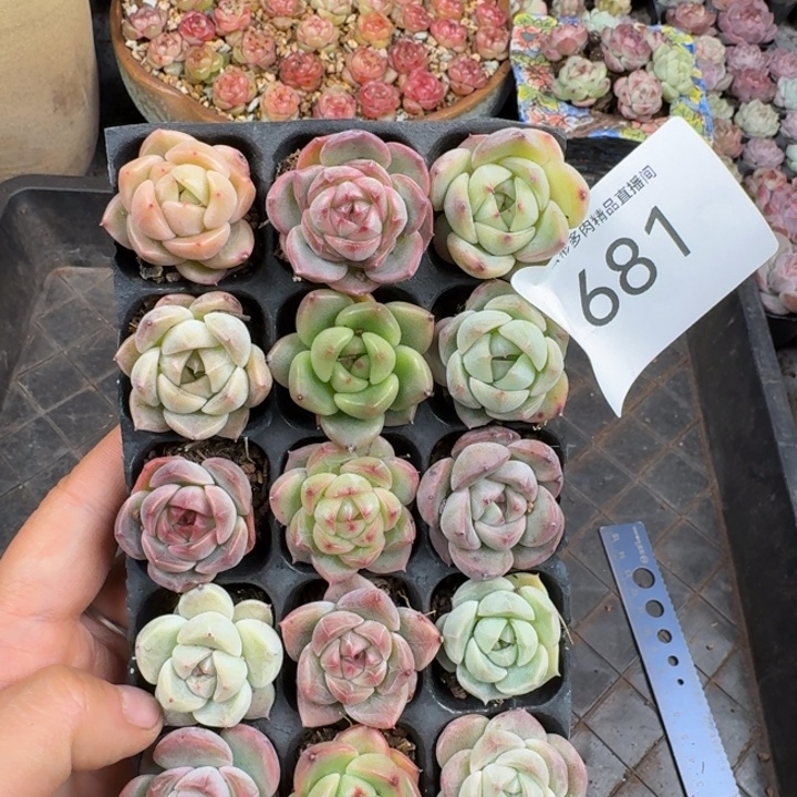 681.             