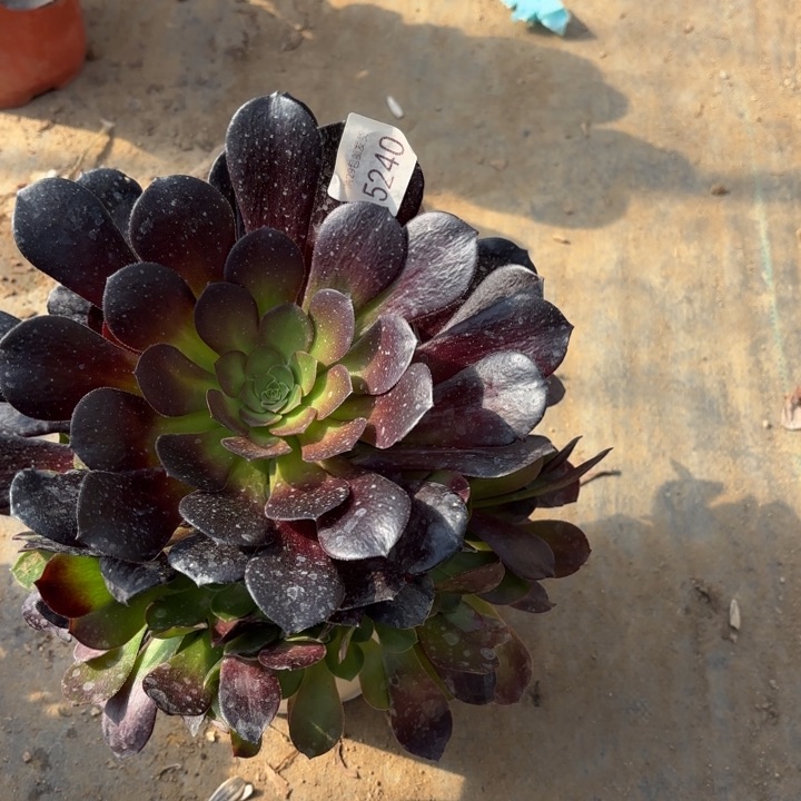 欧紫多肉法师5240