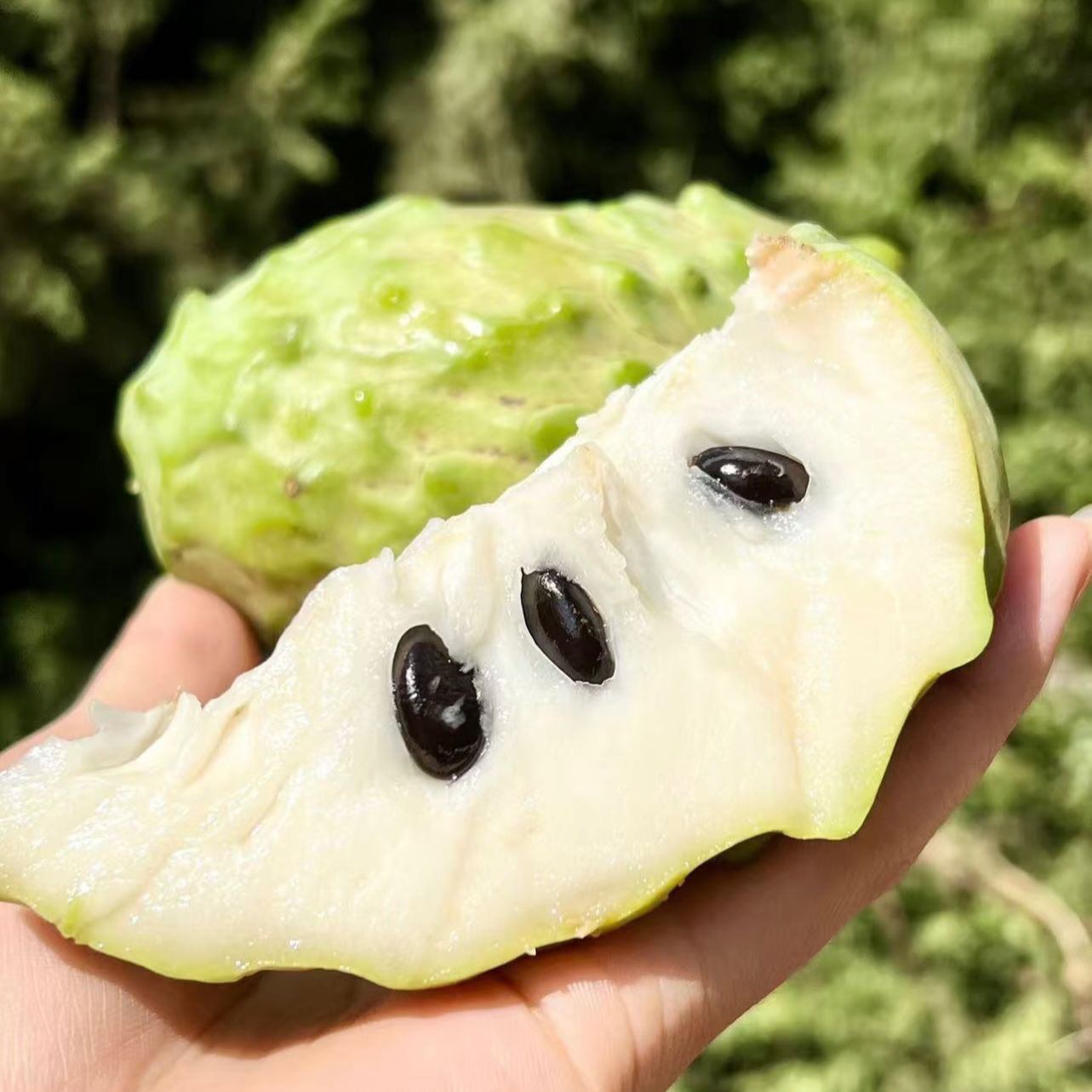 云南蜜甜大果牛奶凤梨释迦果当季新鲜水果释迦佛头果多送一斤