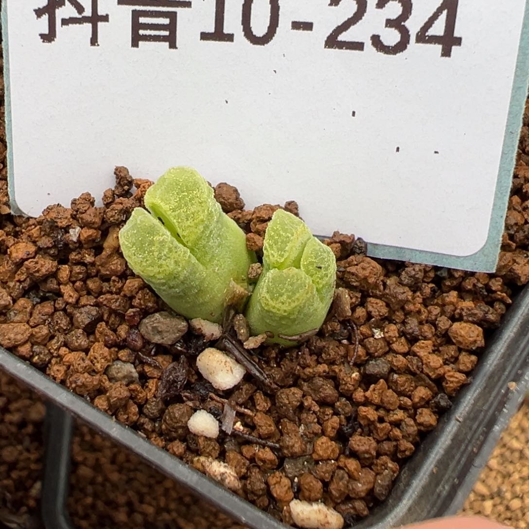 10-234肉锥多肉植物，