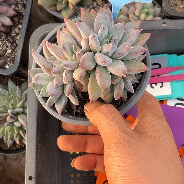 多肉植物天使之翼