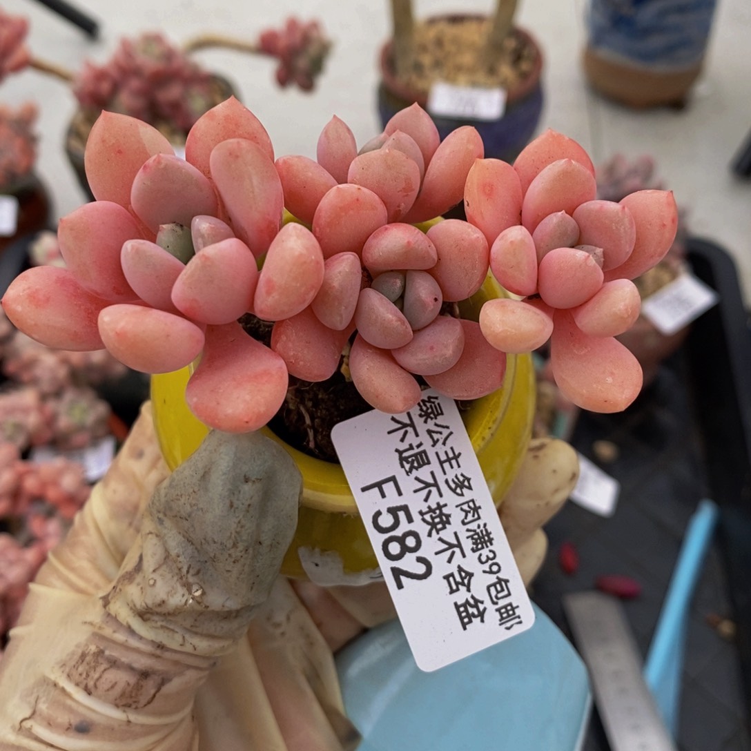 粉桃花582/7cm多肉