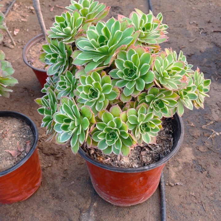 556大叶玫瑰法师多肉断枝不售后