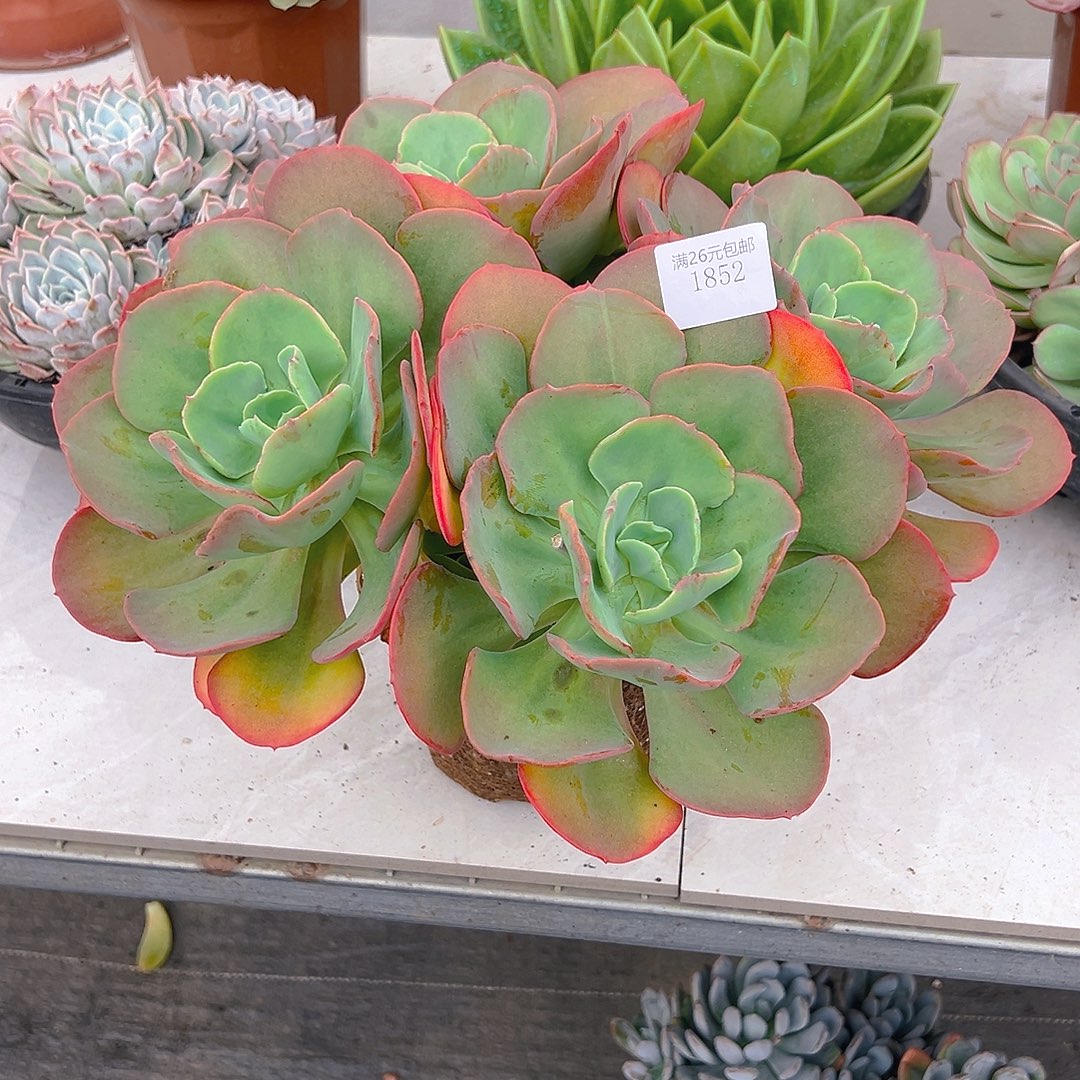 A***佳1852沙琪玛多肉植物多肉