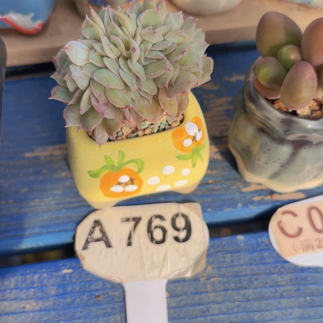 A769昂斯诺缀一物一拍