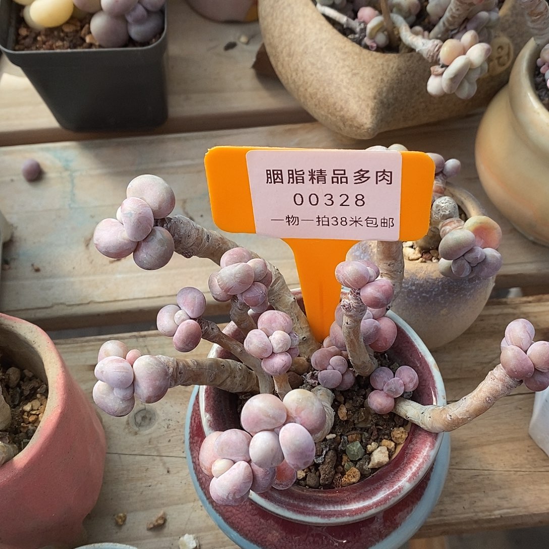 328天一书咯来咯哦咯哦哦