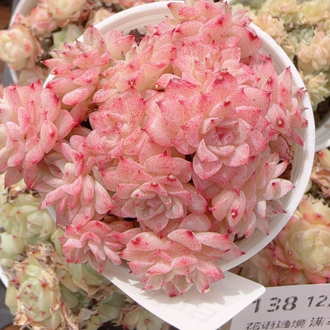 夏***甜花语多肉1227-139魔仙散