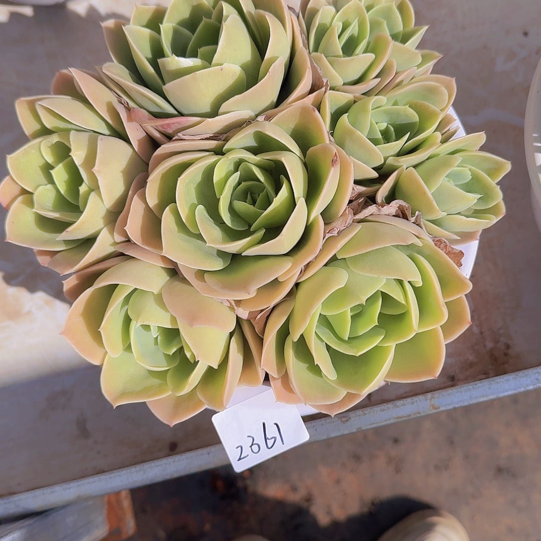 -****_2361星纳塔多肉植物