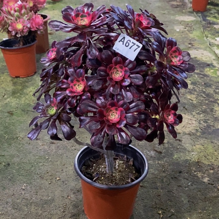 花蝴蝶多肉植物677