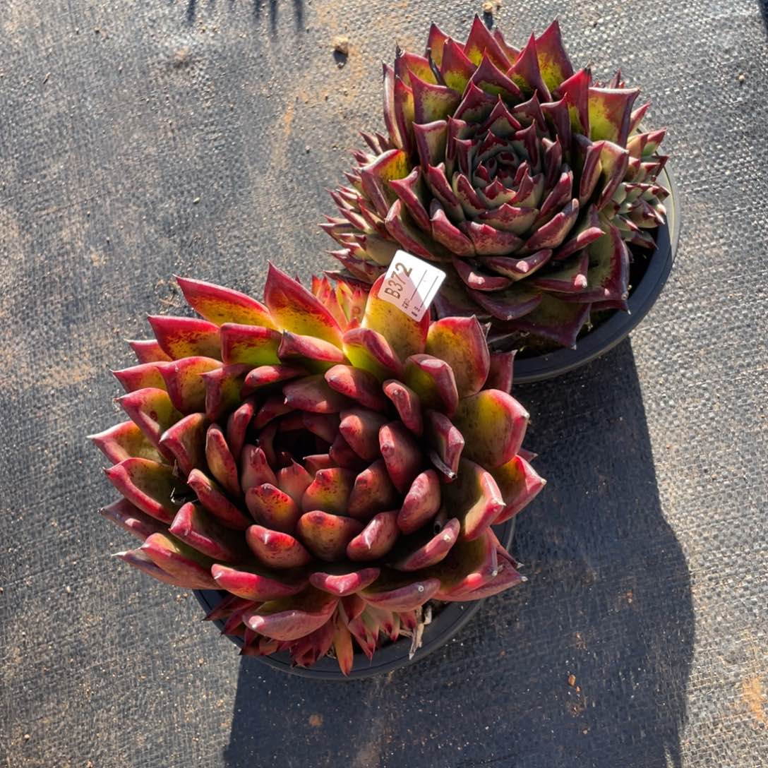 无花朵若如东云单拍B372