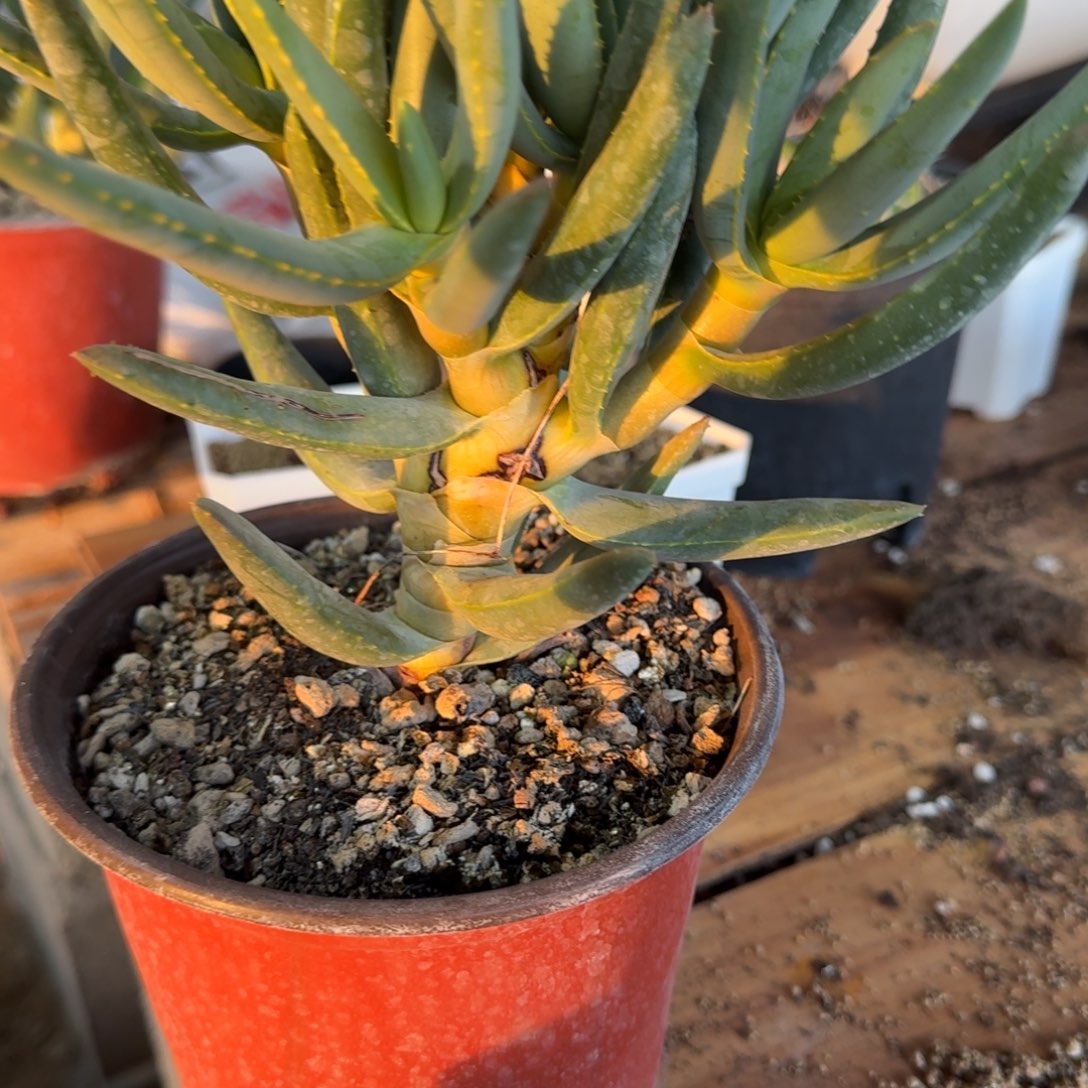 多枝芦荟多肉植物