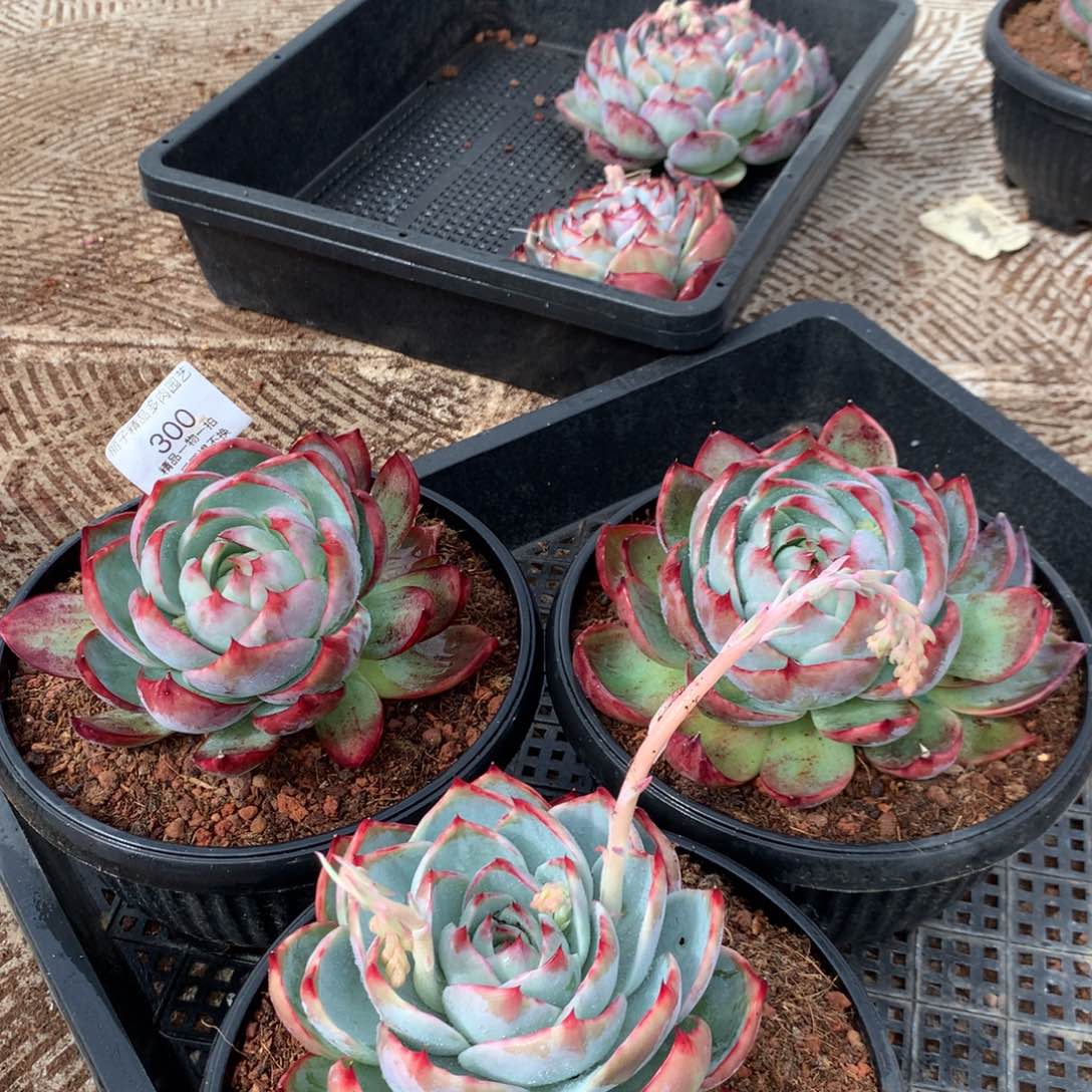 300惊鸿一组3颗，尺寸12。多肉植物