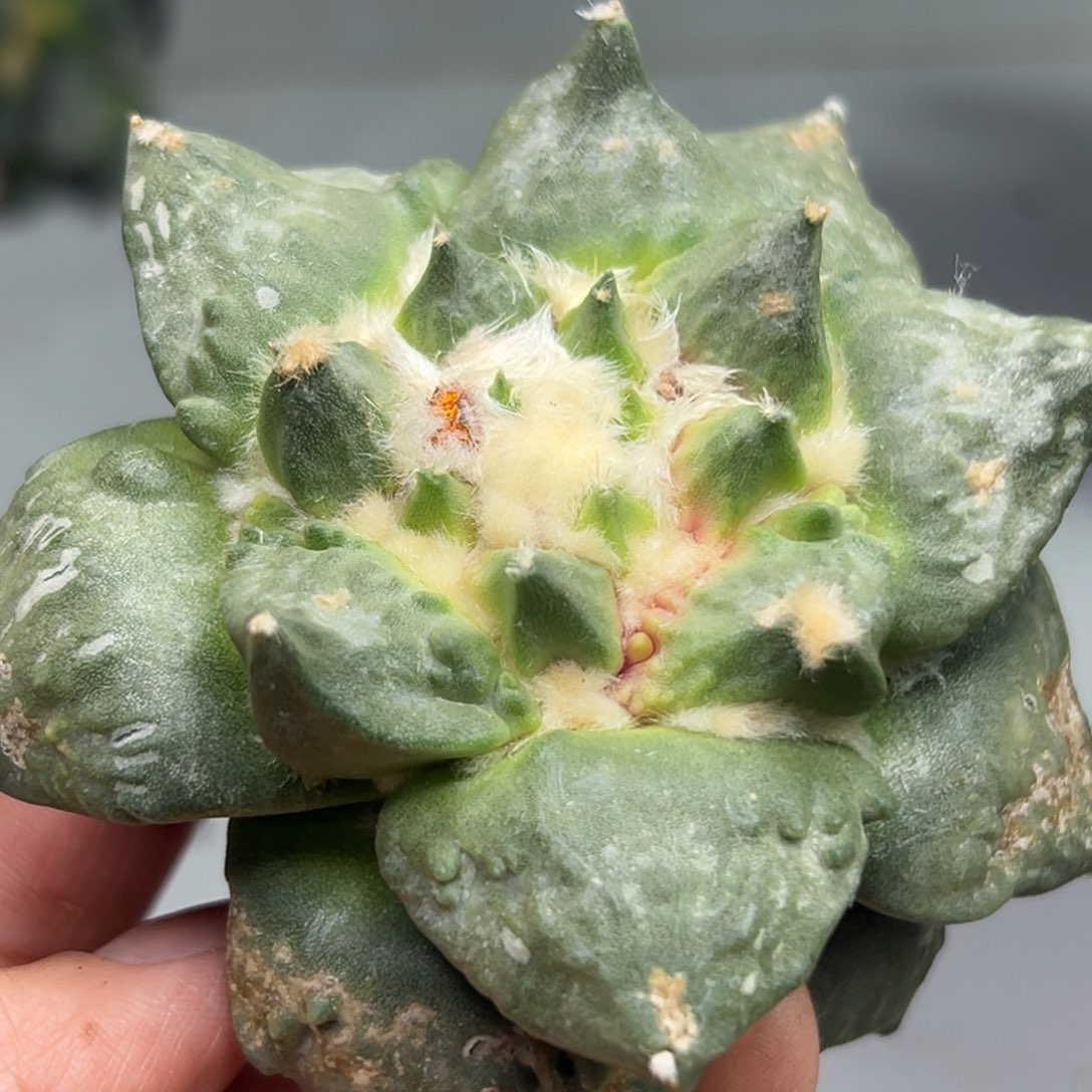 174 仙人球的比赛将于