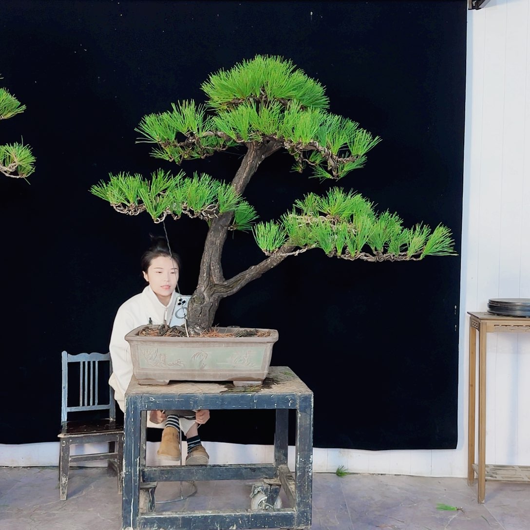 A***o无花朵黑松盆景直播间