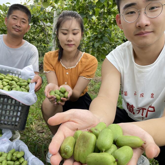 丹东新鲜软枣子奇异莓水果顺丰陆运包邮