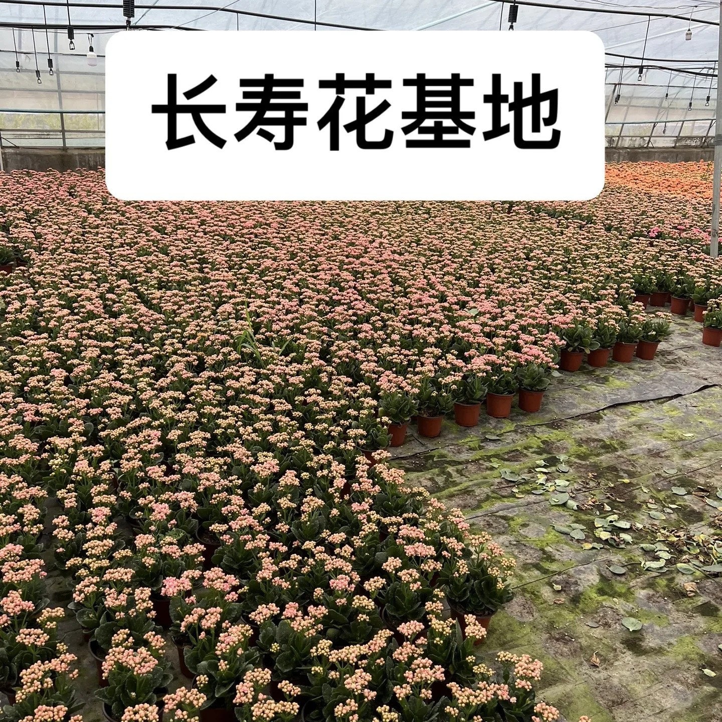 长寿花【盲盒】三盆三色 