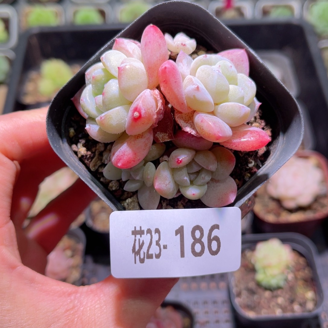 花利美23-186冰玉群生