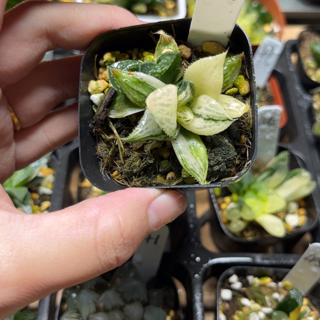 104紫禁城锦一物一拍