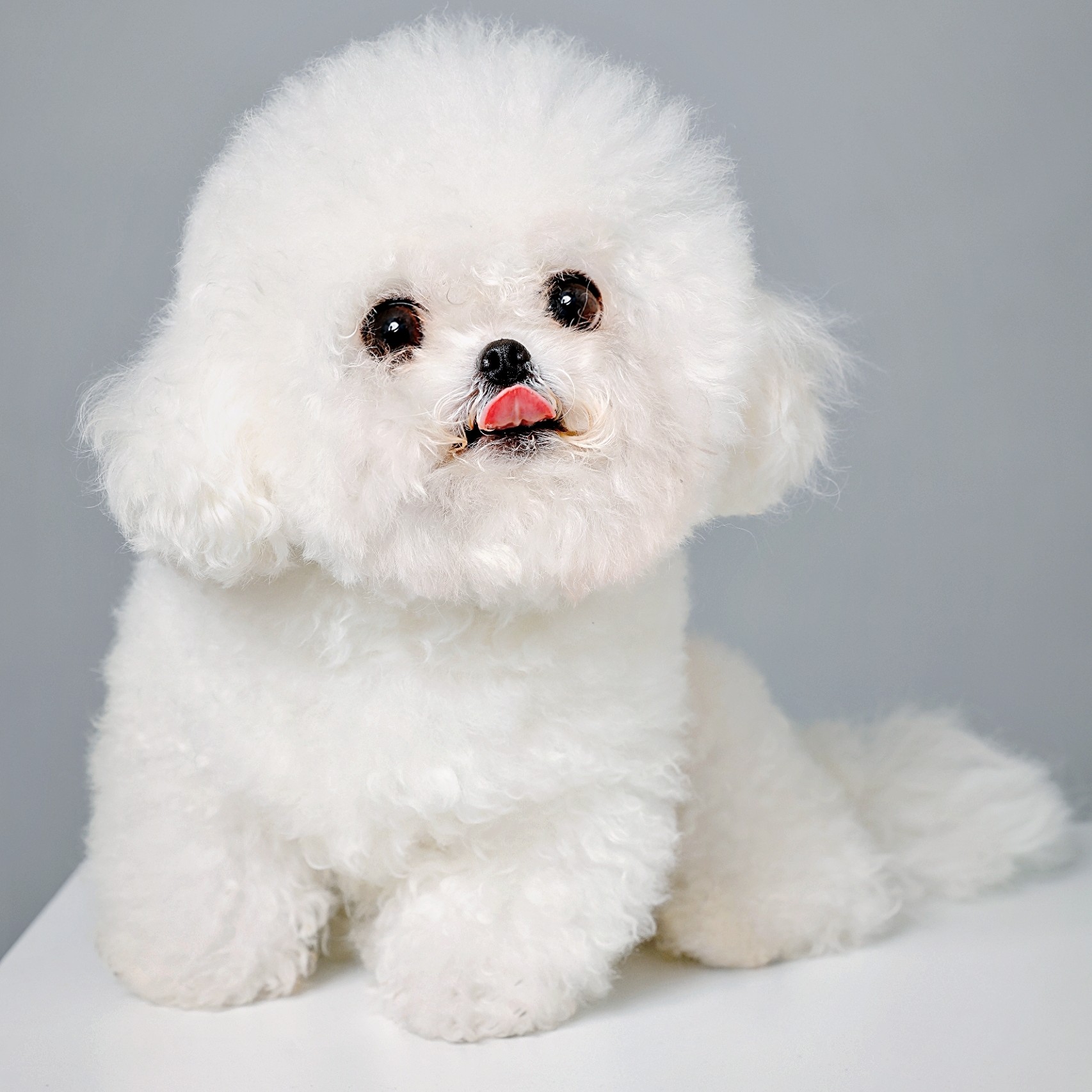 比熊幼犬视频一对一看狗