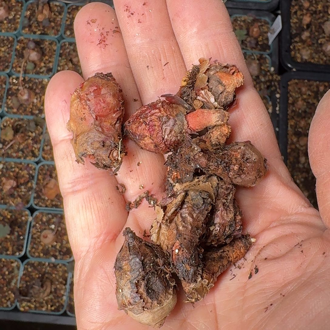 肾叶洋葵残破球一组2-4