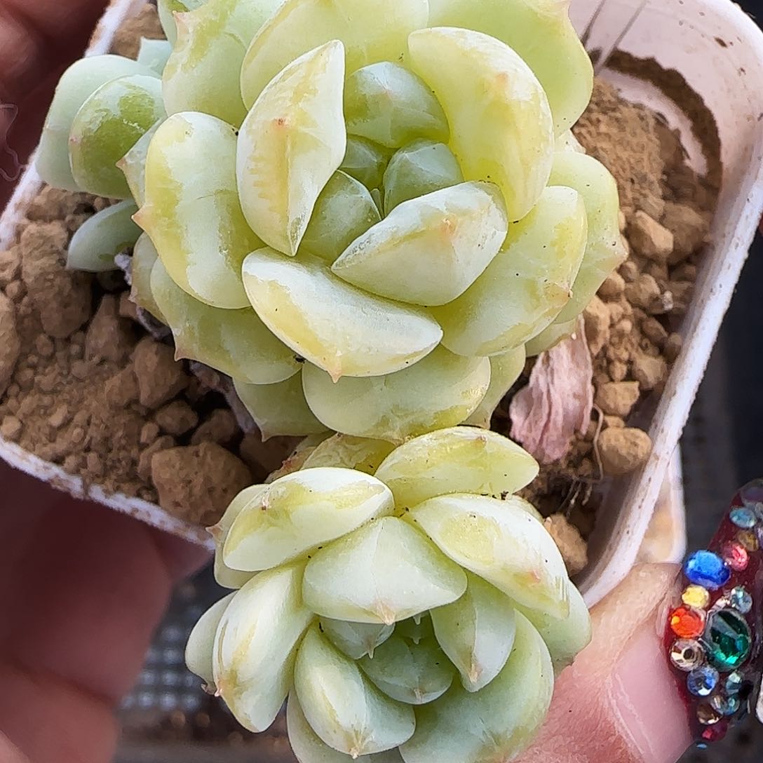 632号哈哈哈哈哈哈