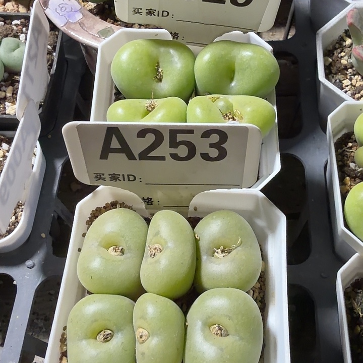 ****¼029。253。满38包邮肉锥