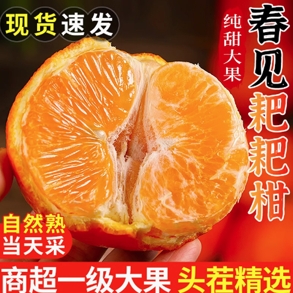 【年货节】福建恒盛春见耙耙柑特大果新鲜水果粑粑柑应季橘子现摘