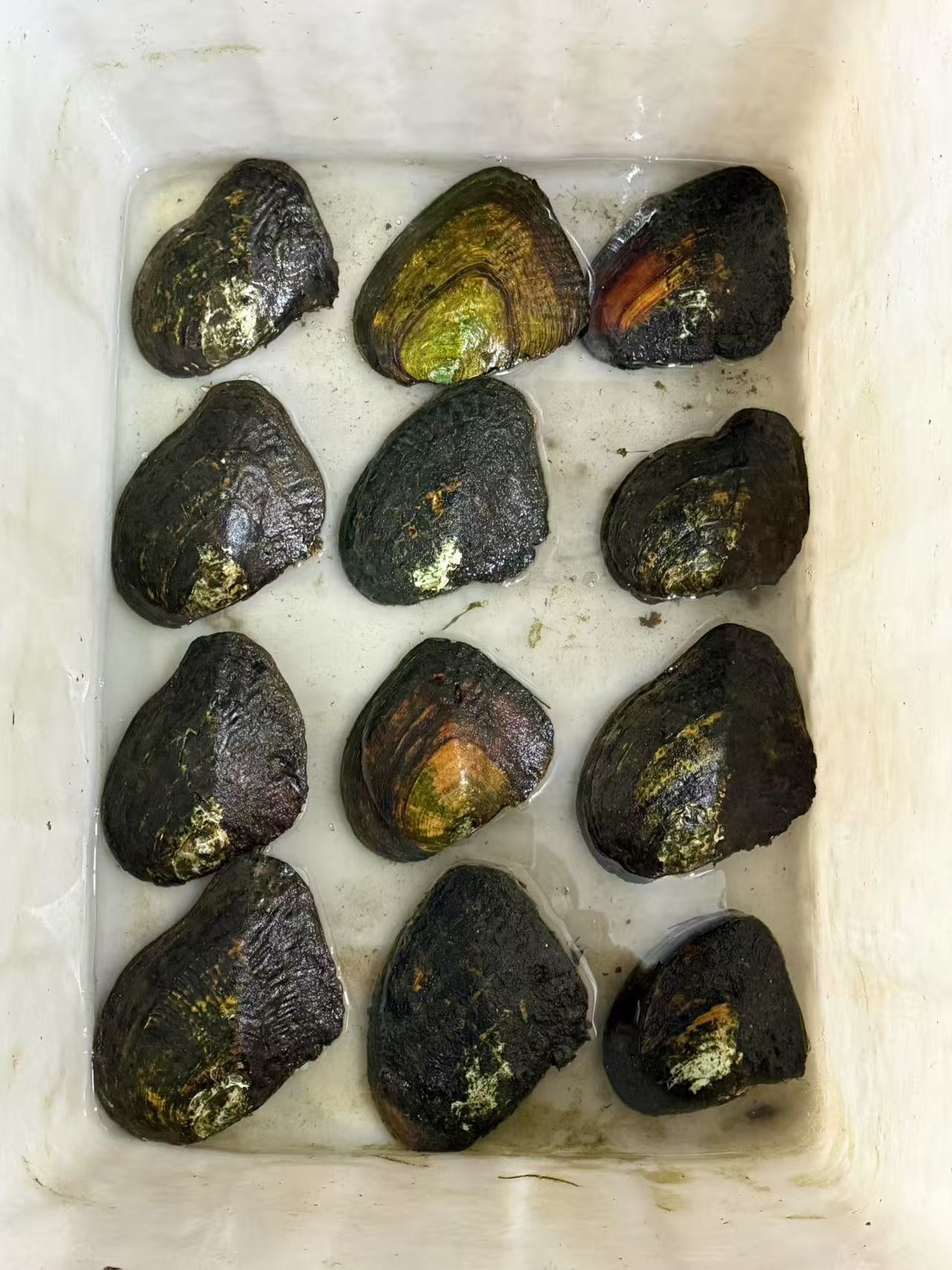 福利体验珍珠开蚌 一单一蚌