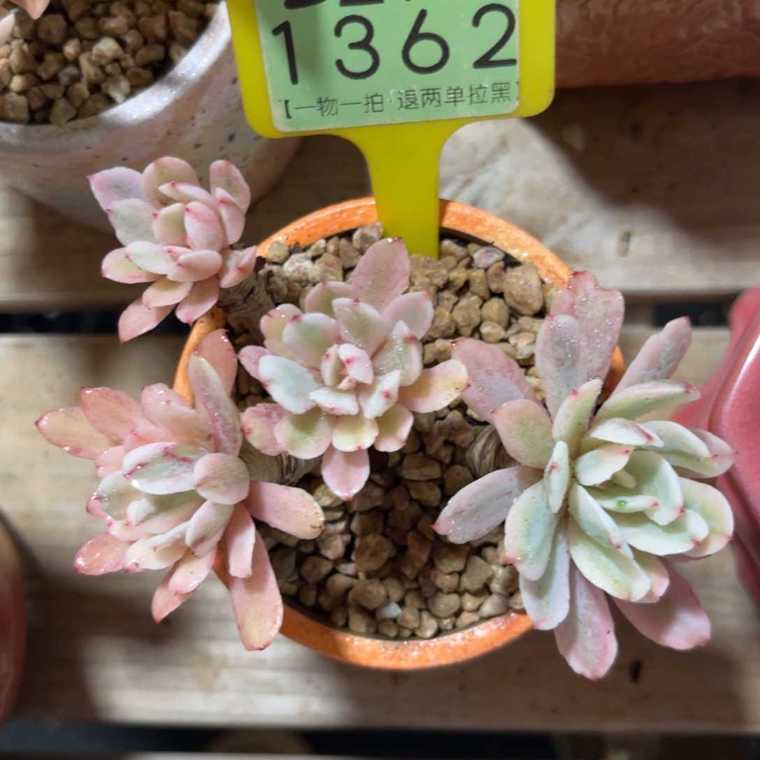 云尘多肉一物一拍不含盆1362