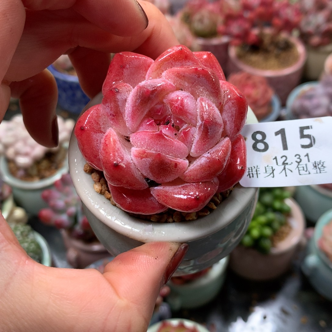 精控拇指盆12.31815