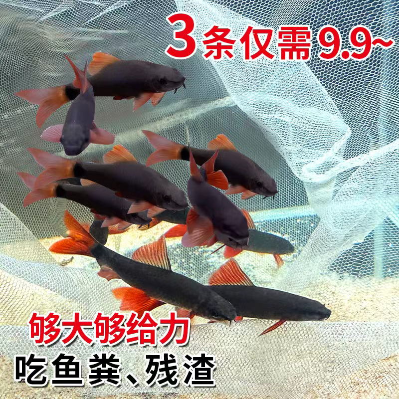 清洁鱼工具鲨吃鱼屎清理鱼缸除藻去除垃圾打扫鱼缸工具鱼垃圾鱼