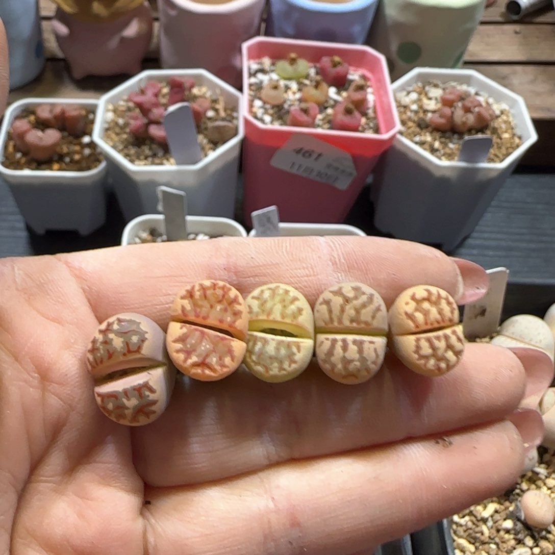 2.19。 丽红彩套。8002