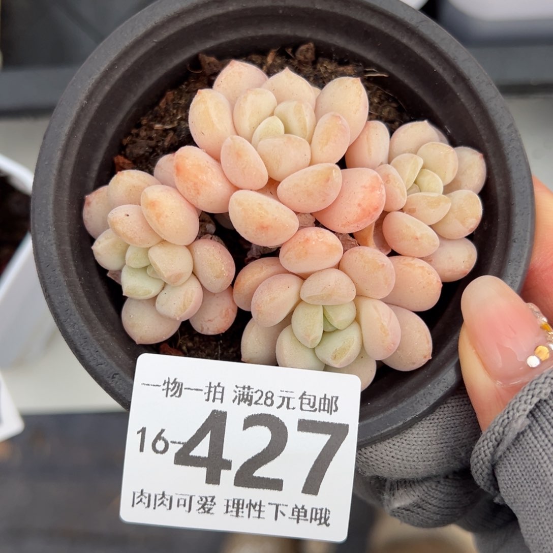 玉如意多肉多肉多肉多肉