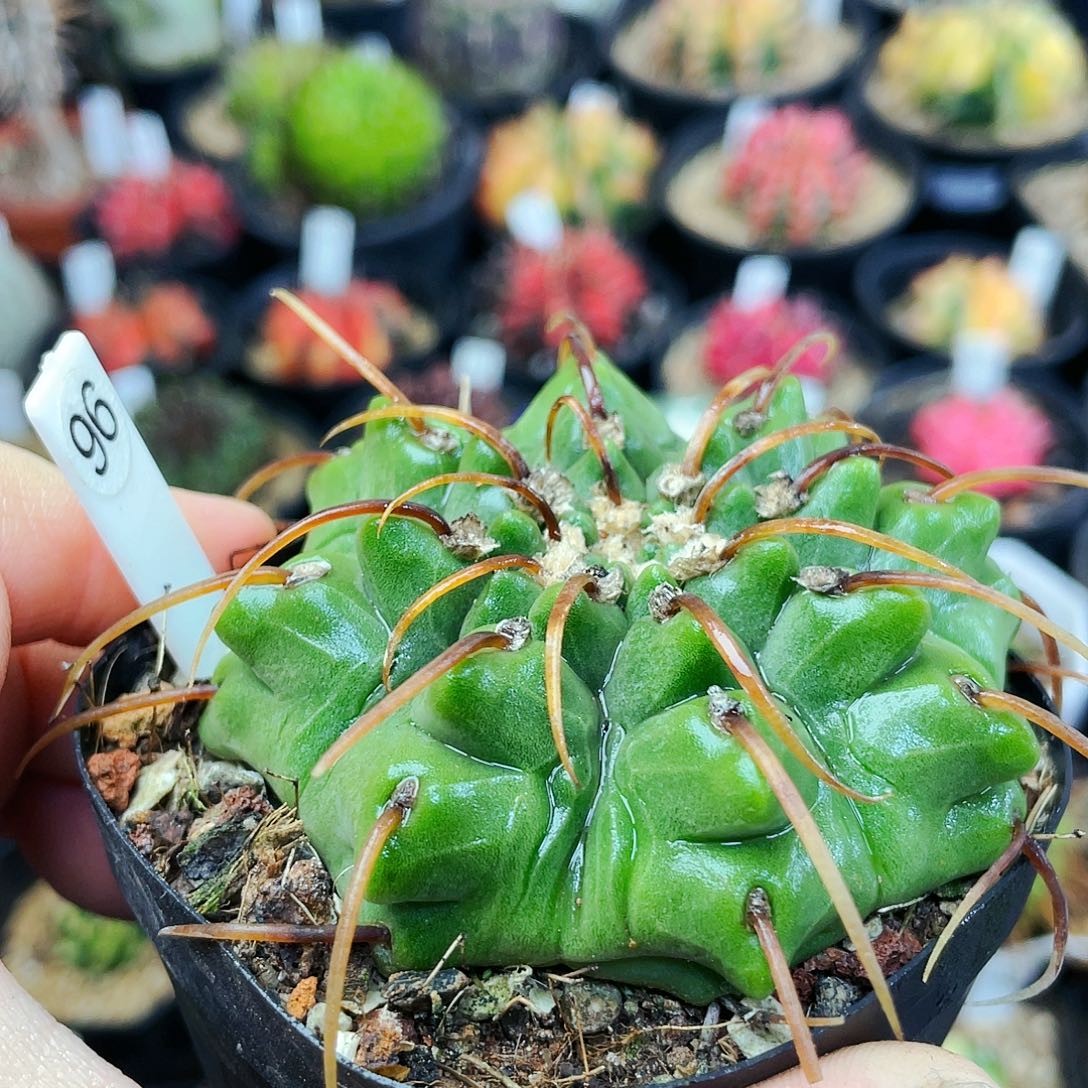 非偏远地区25包邮仙人球