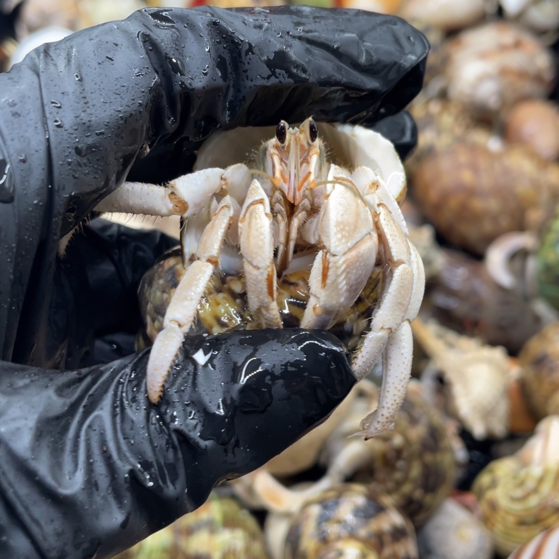 不退不换谢谢支持10