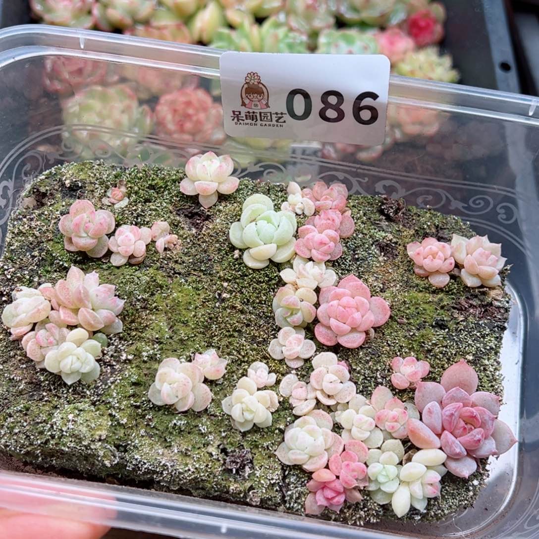 多肉植物多肉植物