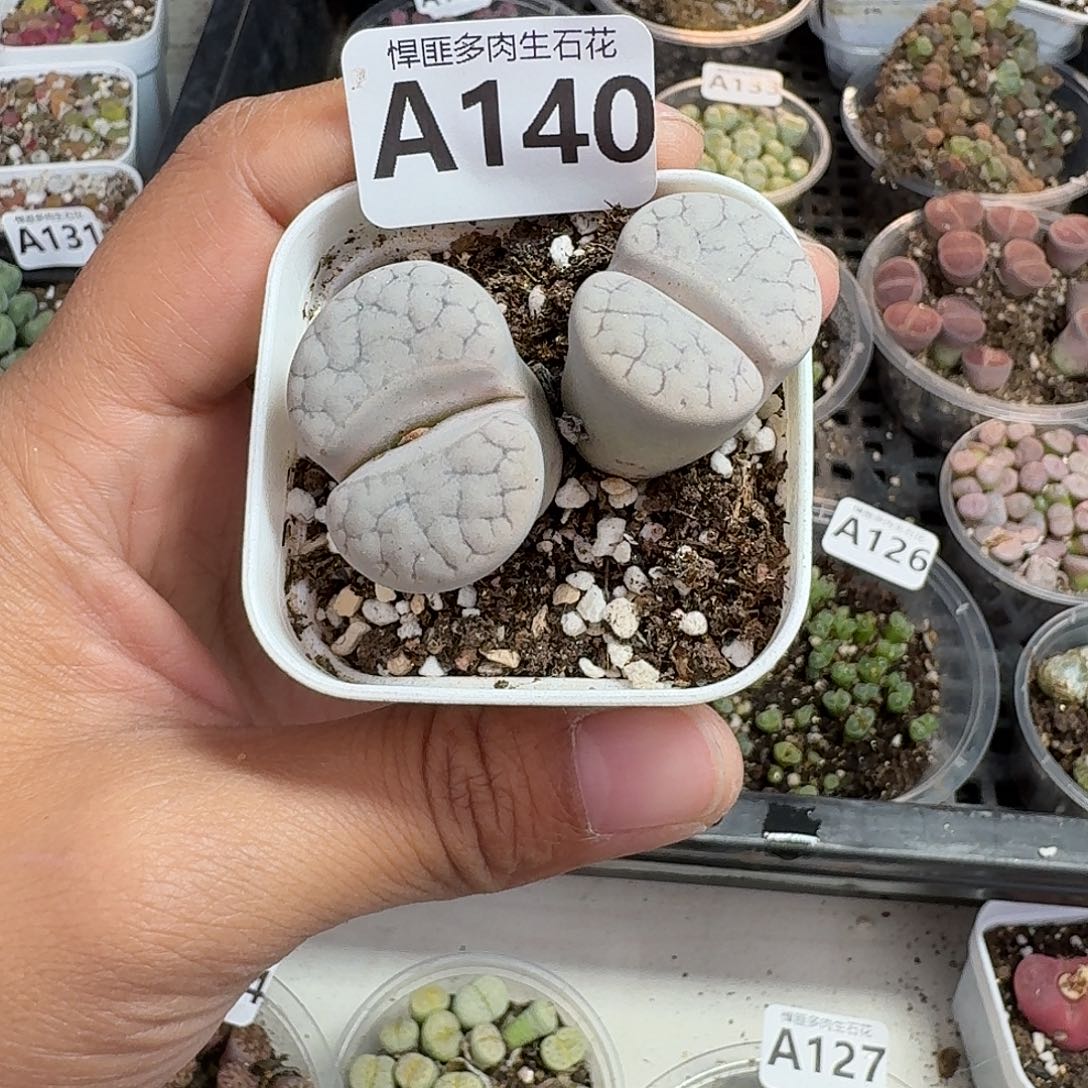 8多肉植物多肉植物