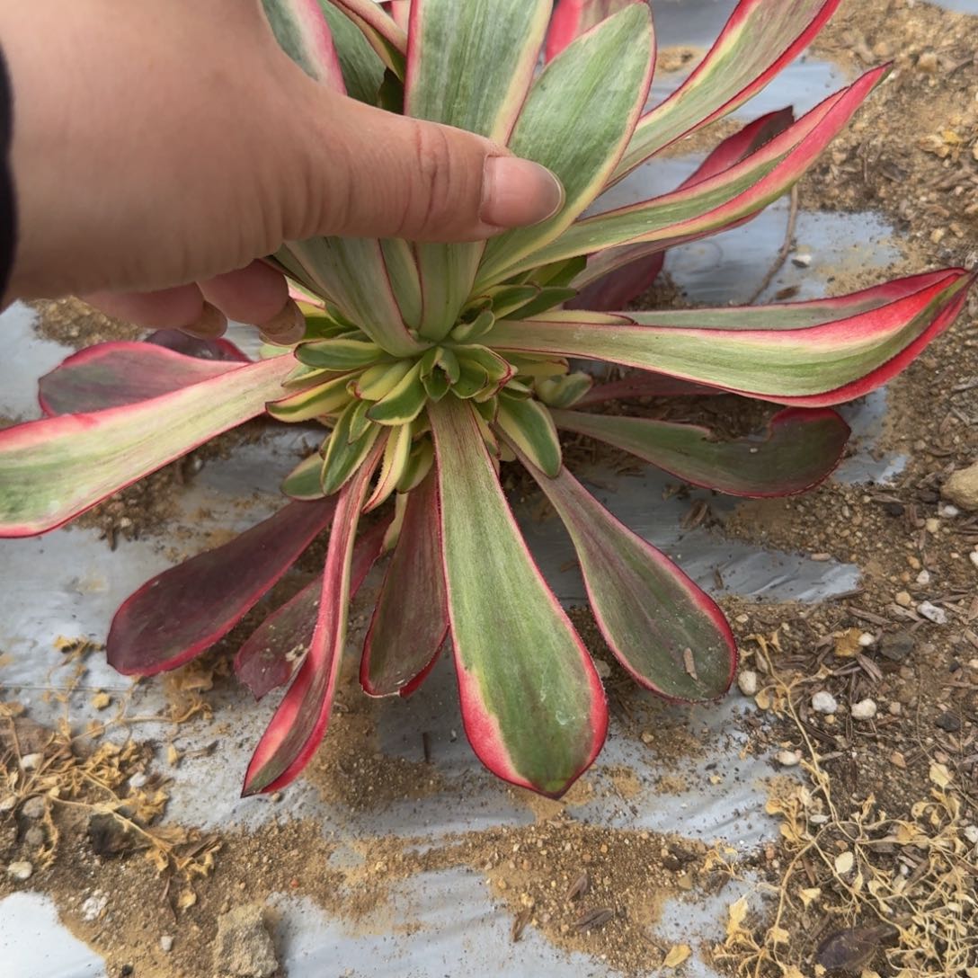 021红魔女。多肉植物